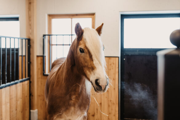 15-12-2021_SelinaFlaschPhotography-57