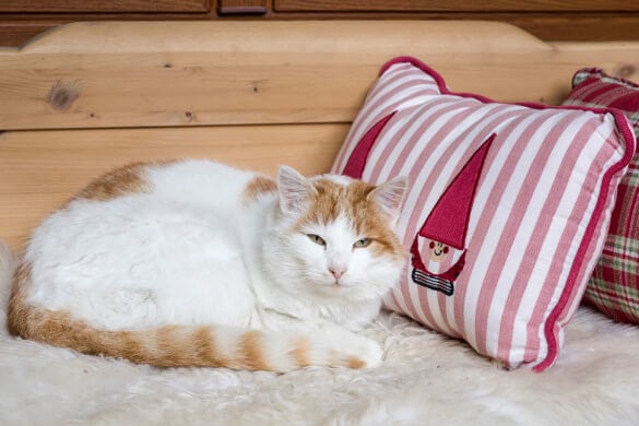 Katze Garfield Hotel Gut Berg