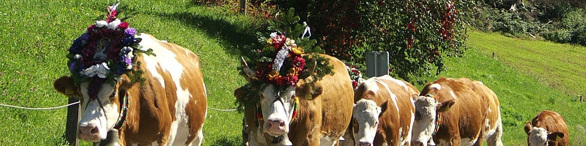 Kuhwanderung