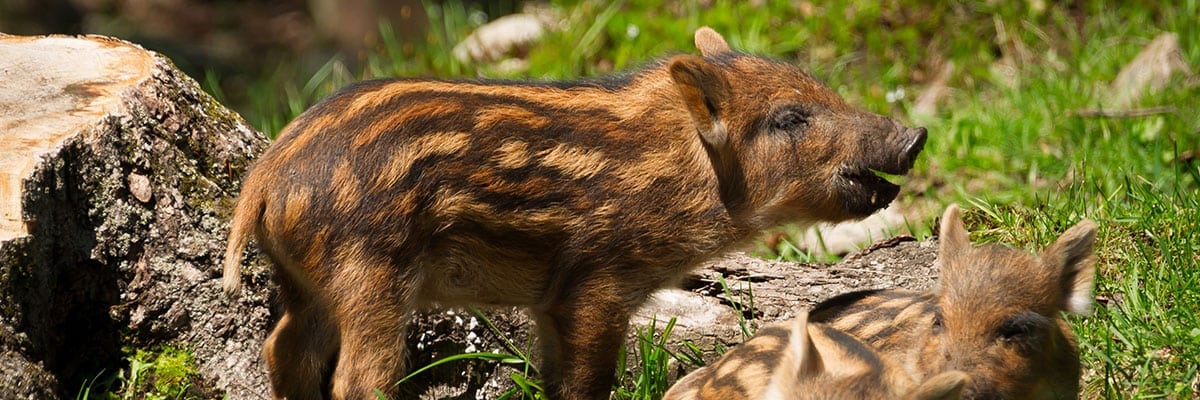Wildpark Ferkel