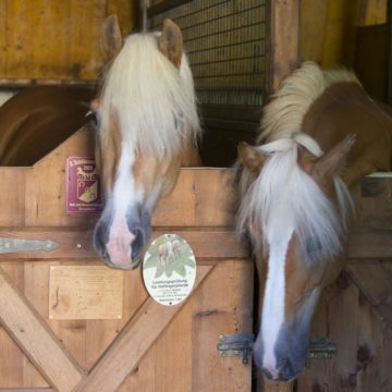 Pferde im Stall